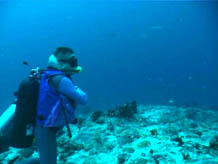 Unterwasserwelt der Malediven